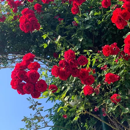 Kambani 1 Apartment Sveti Vlas