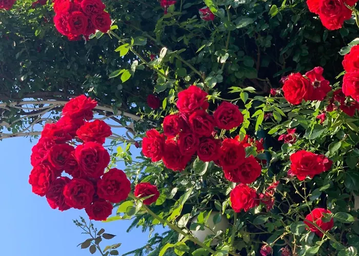 Kambani 1 Апартаменты Свети-Влас